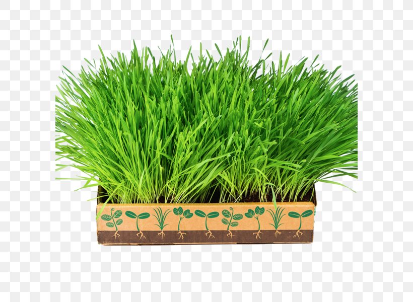 Leaf Vegetable Wheatgrass Food Nutrient, PNG, 600x600px, Vegetable, Barley, Commodity, Flowerpot, Food Download Free