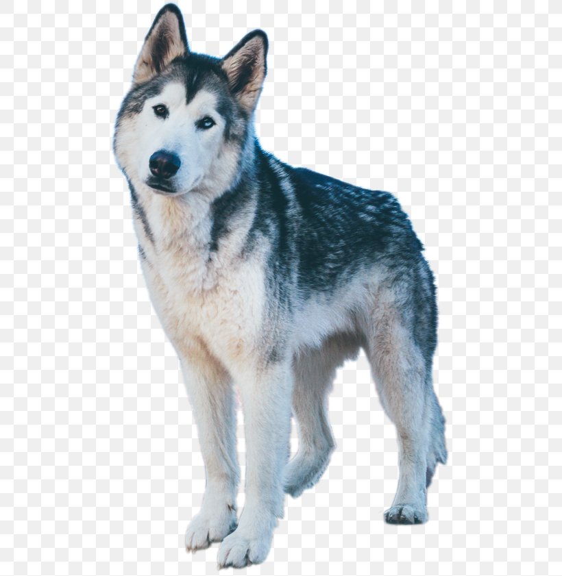 are alaskan husky part wolf