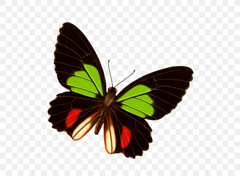 Butterfly Clip Art, PNG, 600x600px, Butterfly, Arthropod, Brush Footed Butterfly, Computer Software, Insect Download Free