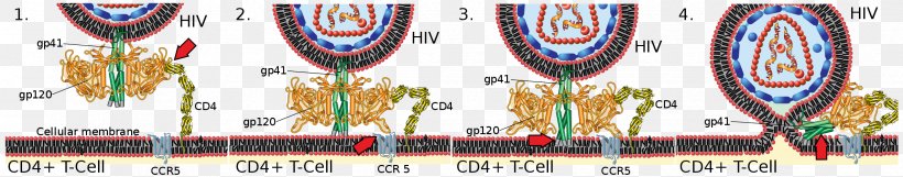 HIV/AIDS Envelope Glycoprotein GP120 Virus CD4, PNG, 2376x468px, Hiv, Advertising, Banner, Cd4, Cdc Download Free