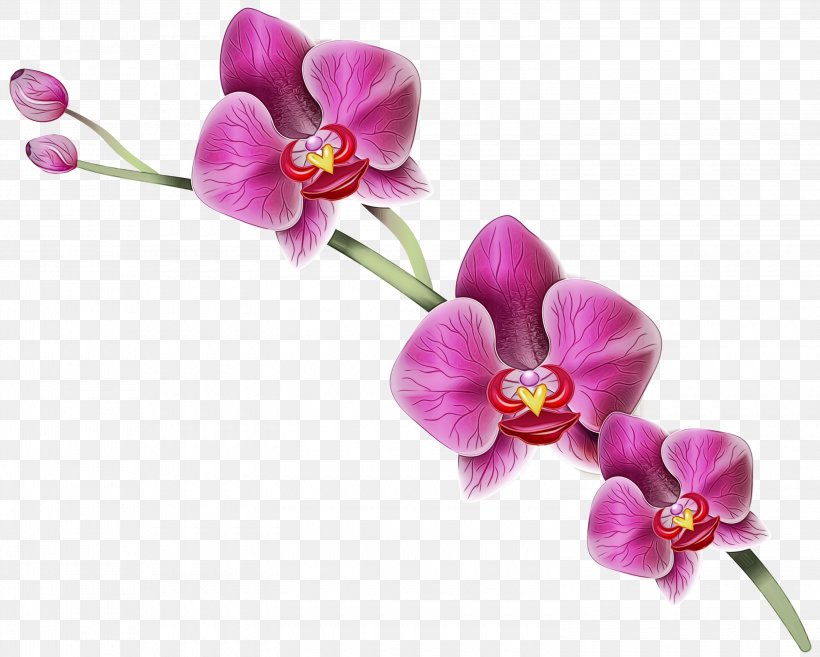Pink Flower Cartoon, PNG, 3000x2407px, Orchids, Artificial Flower, Blossom, Branch, Cut Flowers Download Free