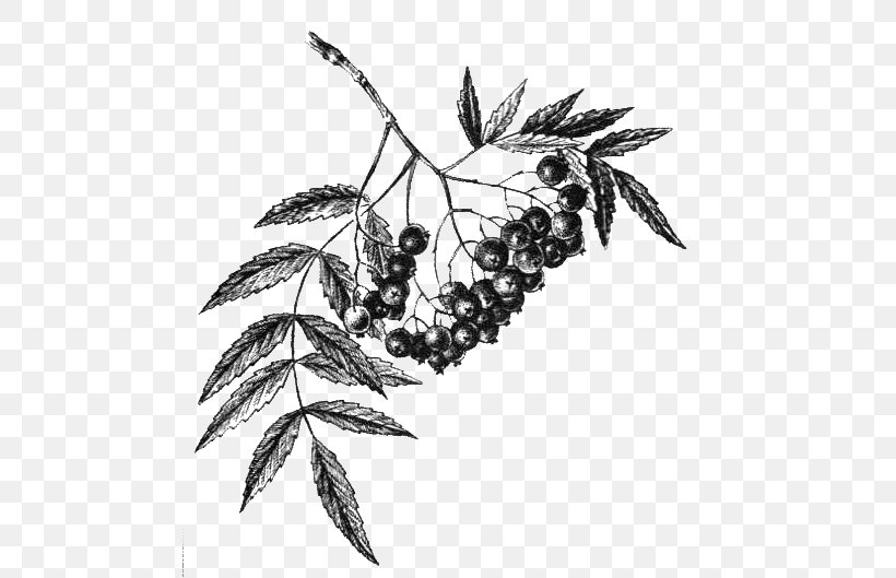Fruit Rowan Aronia Melanocarpa Berry Plants, PNG, 486x529px, Fruit, Aronia Melanocarpa, Berry, Black And White, Branch Download Free