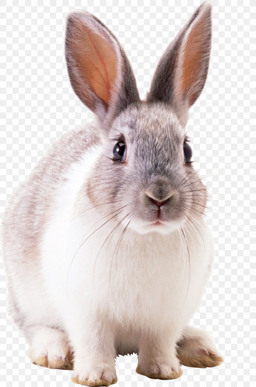 Hare Netherland Dwarf Rabbit Cottontail Rabbit Domestic Rabbit, PNG, 1000x1510px, Hare, Cottontail Rabbit, Domestic Rabbit, Fur, Image File Formats Download Free