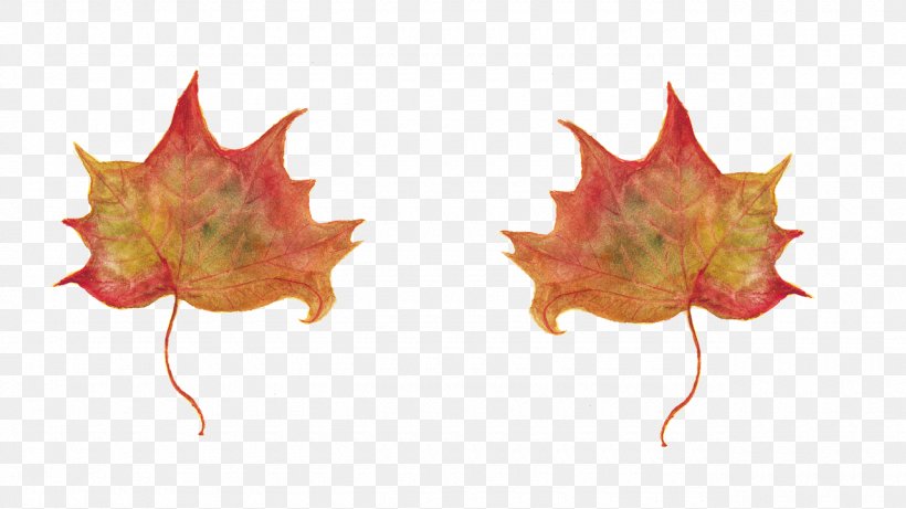 In Un Qualsiasi Mattino Di Settembre Maple Leaf Wisdom Suffering, PNG, 1280x720px, Maple Leaf, Amyotrophic Lateral Sclerosis, Ebook, Emotion, Leaf Download Free