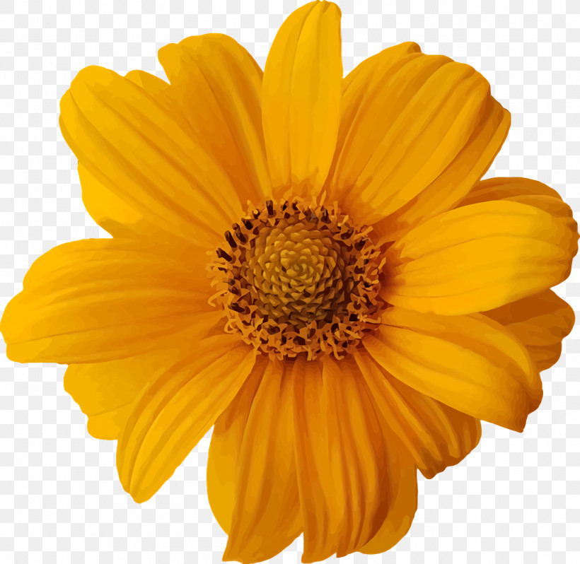 Spring Flower Spring Floral Flowers, PNG, 1478x1440px, Spring Flower, Annual Plant, Asterales, Calendula, Chamomile Download Free