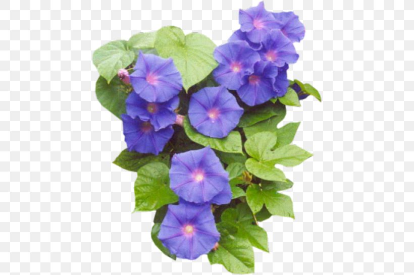 Easter Flower Clip Art, PNG, 456x545px, Easter, Annual Plant, Blue, Blue Rose, Digital Image Download Free