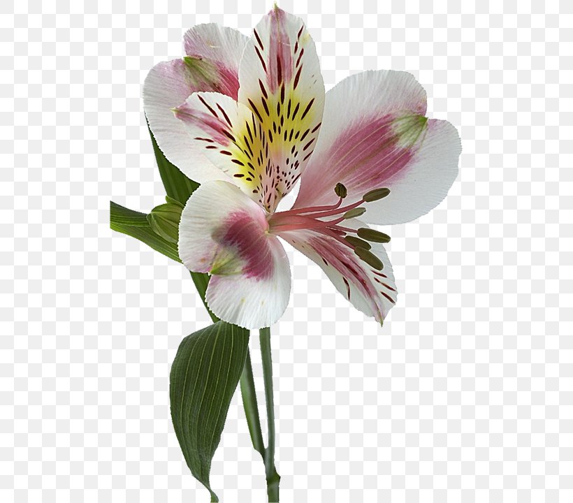 Lily Of The Incas Flower Lilium Rhizome Alstroemeria Ligtu, PNG, 506x720px, Lily Of The Incas, Alstroemeriaceae, Blossom, Cut Flowers, Flower Download Free