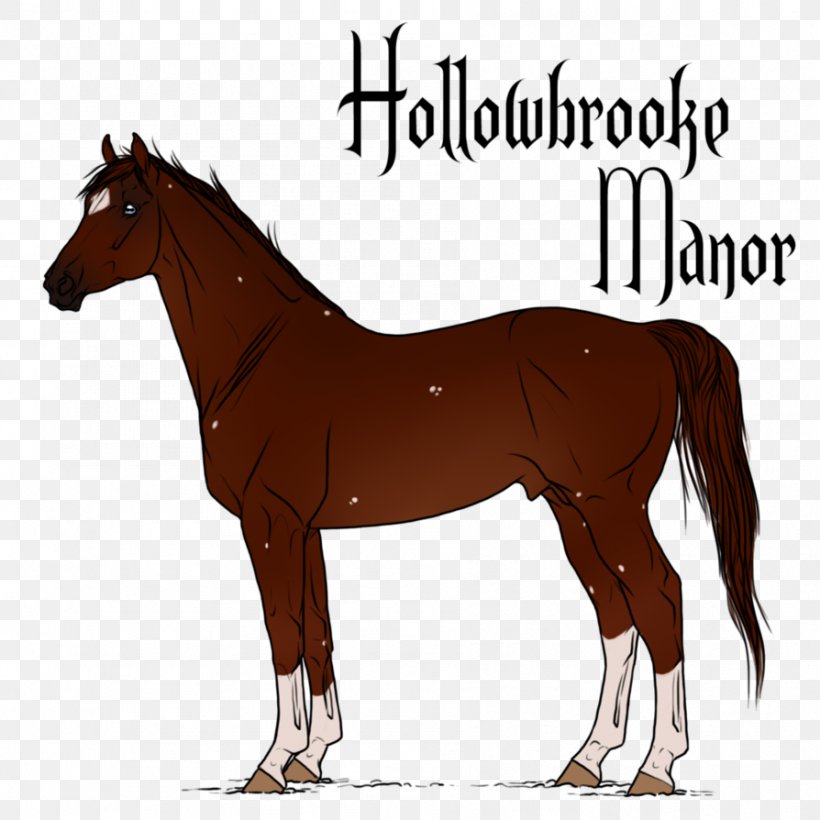 Mane Mustang Stallion Shetland Pony, PNG, 894x894px, Mane, Bridle, Colt, Connemara Pony, Foal Download Free