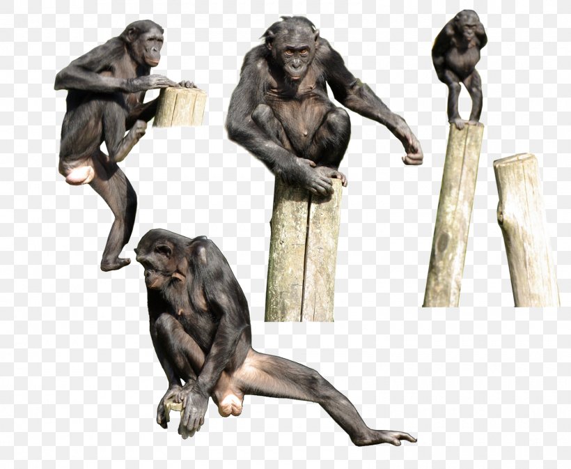 Primate Gorilla Bonobo Homo Sapiens Monkey, PNG, 1600x1315px, Watercolor, Cartoon, Flower, Frame, Heart Download Free