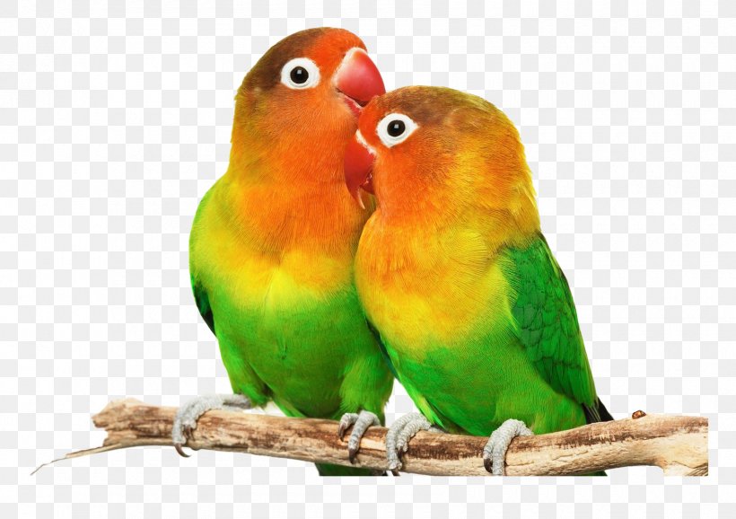 Bird Parrot Budgerigar Cockatiel, PNG, 1700x1200px, Bird, Beak, Blackcheeked Lovebird, Budgerigar, Cockatiel Download Free