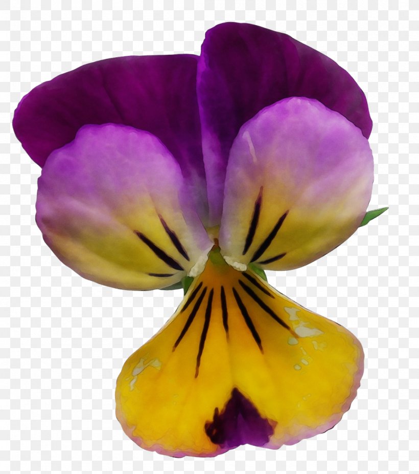 Flower Flowering Plant Petal Wild Pansy Violet, PNG, 1104x1248px, Watercolor, Flower, Flowering Plant, Paint, Pansy Download Free