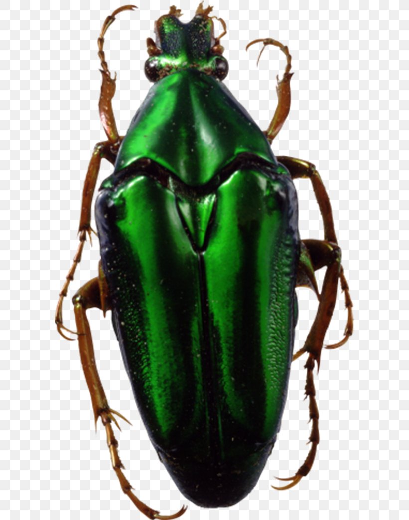 Insect Clip Art, PNG, 600x1041px, Insect, Arthropod, Beetle, Clipping Path, Image File Formats Download Free