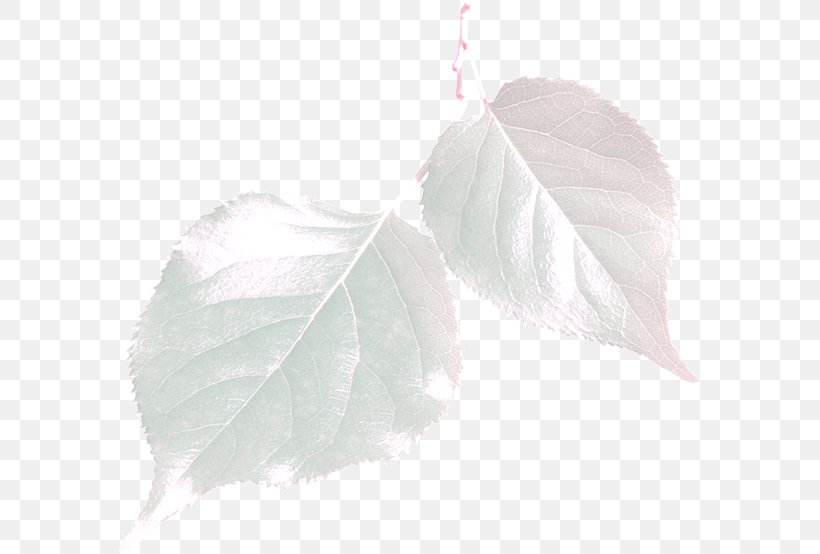 Leaf, PNG, 587x554px, Leaf, Petal Download Free