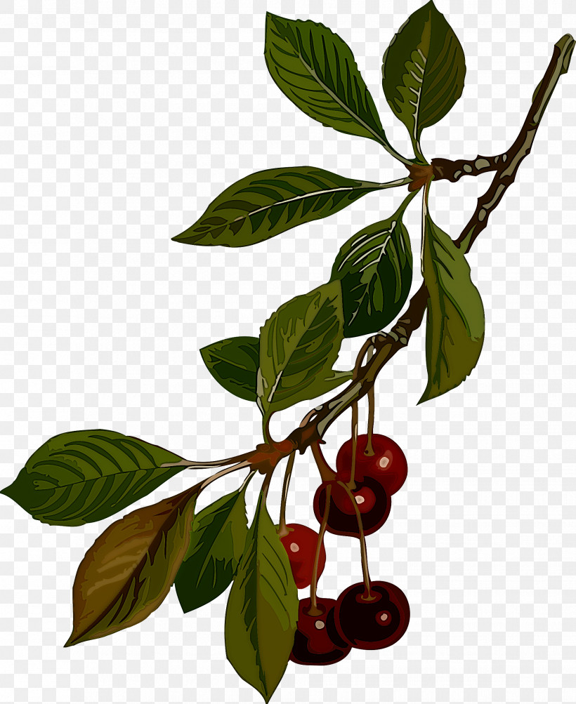 Fruit Tree, PNG, 1961x2400px, Cherry, Barbados Cherry, Berry, Bilberry, Cherry Plum Download Free