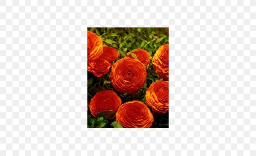 Garden Roses Ranunculus Asiaticus Bulb Cut Flowers, PNG, 500x500px, Garden Roses, Annual Plant, Bulb, Buttercup, Cut Flowers Download Free
