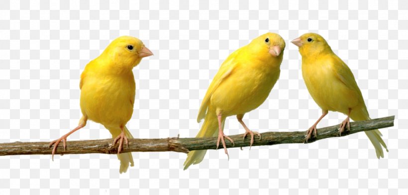 Red Factor Canary Bird Vocalization Spanish Timbrado Finch, PNG, 1024x492px, Red Factor Canary, Atlantic Canary, Beak, Bird, Bird Vocalization Download Free