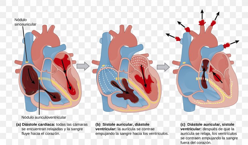 The Mammalian Heart Cardiac Cycle Anatomy Circulatory System, PNG, 2447x1435px, Watercolor, Cartoon, Flower, Frame, Heart Download Free