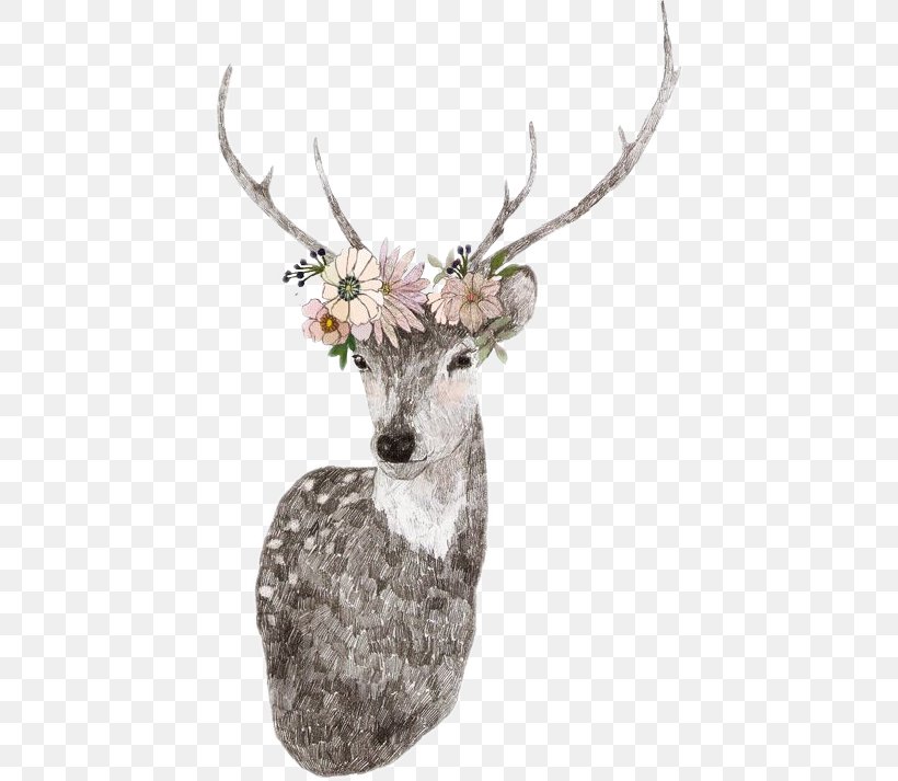 White-tailed Deer Seneca White Deer Reindeer Wallpaper, PNG, 429x713px, Deer, Antler, Deer Hunting, Drawing, Elk Download Free
