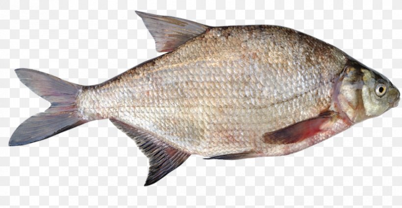 Common Bream Fish Products Tilapia, PNG, 827x429px, Common Bream, Abramis, Animal Source Foods, Bony Fish, Bream Download Free