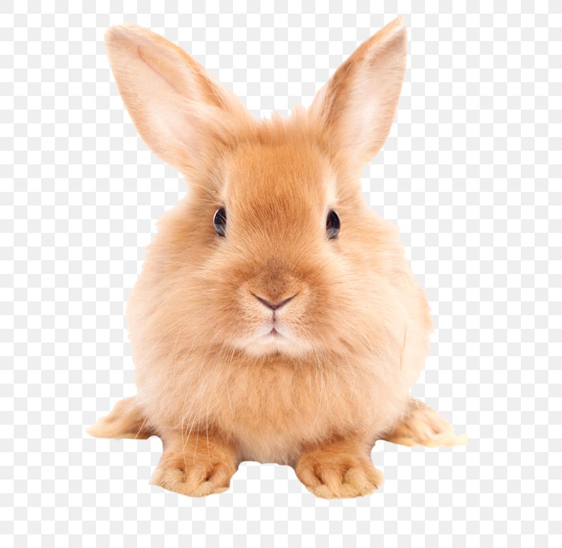 rabbit png