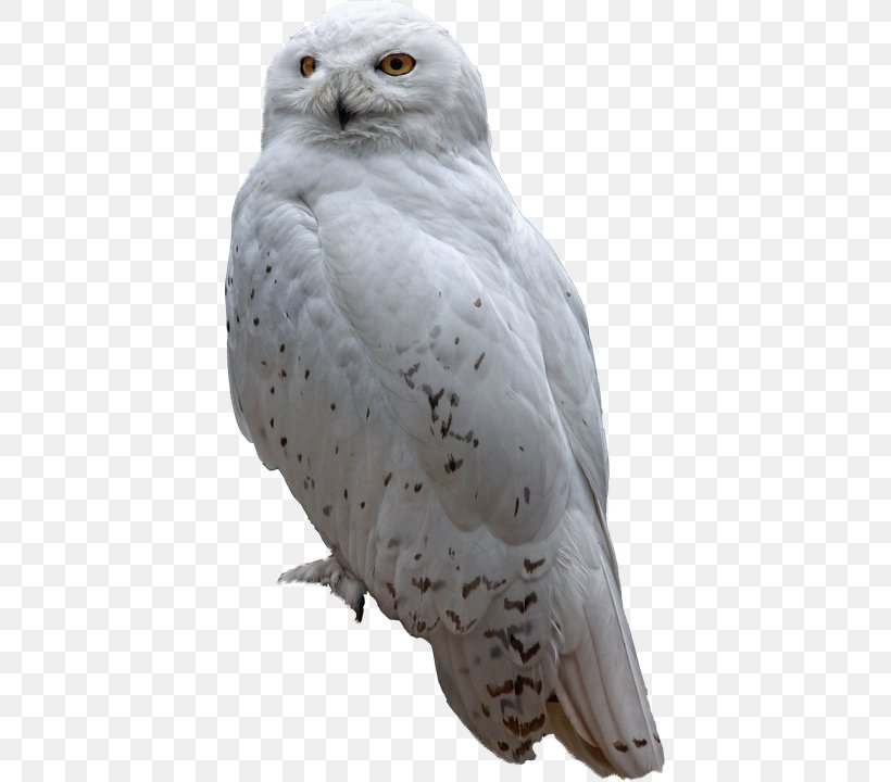 Snowy Owl Bird Of Prey, PNG, 405x720px, Owl, Animal, Barn Owl, Beak, Bird Download Free