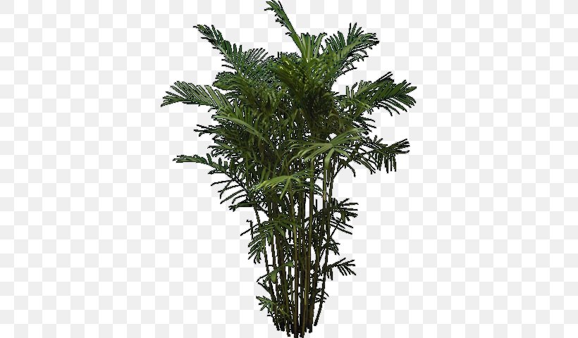 Tree Architecture Arecaceae, PNG, 364x480px, Tree, Architectural Rendering, Architecture, Arecaceae, Arecales Download Free