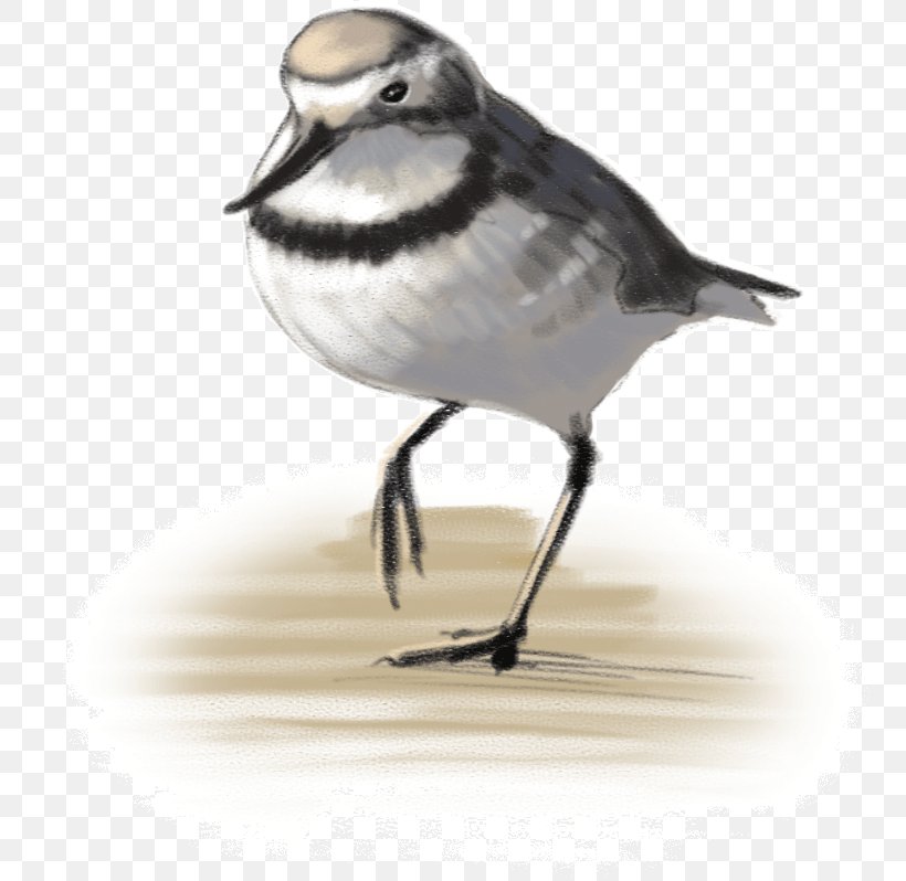 Wrybill Bird Wader Potton & Burton Beak, PNG, 762x798px, Bird, American Sparrows, Beak, Book, Charadriiformes Download Free