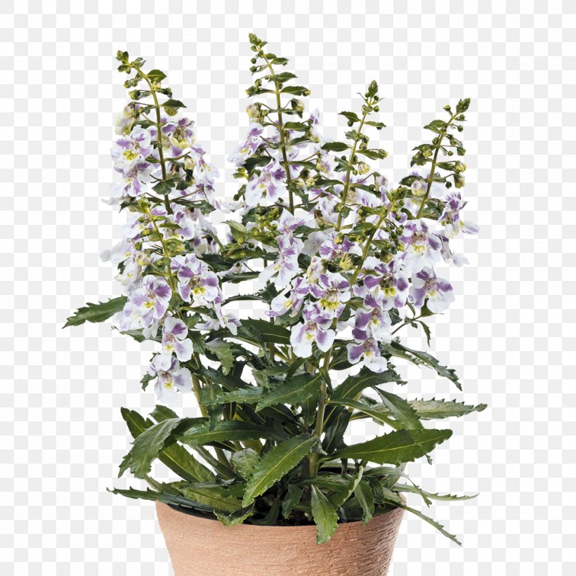 Common Sage Hyssopus Catnips Flowerpot Flowering Plant, PNG, 1000x1000px, Common Sage, Flower, Flowering Plant, Flowerpot, Herb Download Free