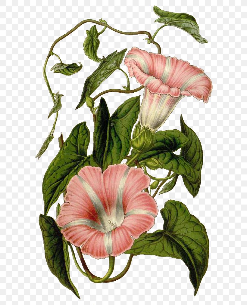 Hedge Bindweed Swamp Milkweed Botanical Illustration Botany Field Bindweed, PNG, 615x1014px, Hedge Bindweed, African Daisies, Annual Plant, Bindweed, Botanical Illustration Download Free