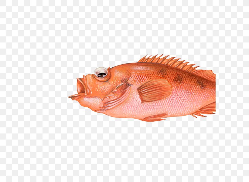 Northern Red Snapper Rose Fish Fishing Redfish, PNG, 600x600px, Northern Red Snapper, Animal Source Foods, Brown Trout, Fish, Fish Products Download Free