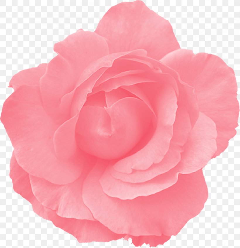 Clip Art Rose Pink Flowers, PNG, 967x999px, Rose, Camellia, Carnation, China Rose, Color Download Free