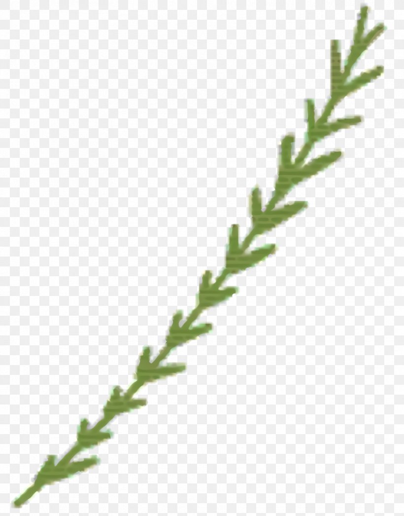 River Cartoon, PNG, 912x1164px, Twig, American Larch, Branch, Elymus Repens, Flower Download Free