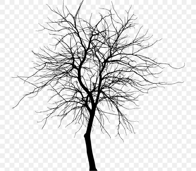Twig Black And White Drawing Photography, PNG, 727x714px, Twig, Black And White, Branch, Drawing, Flowering Plant Download Free