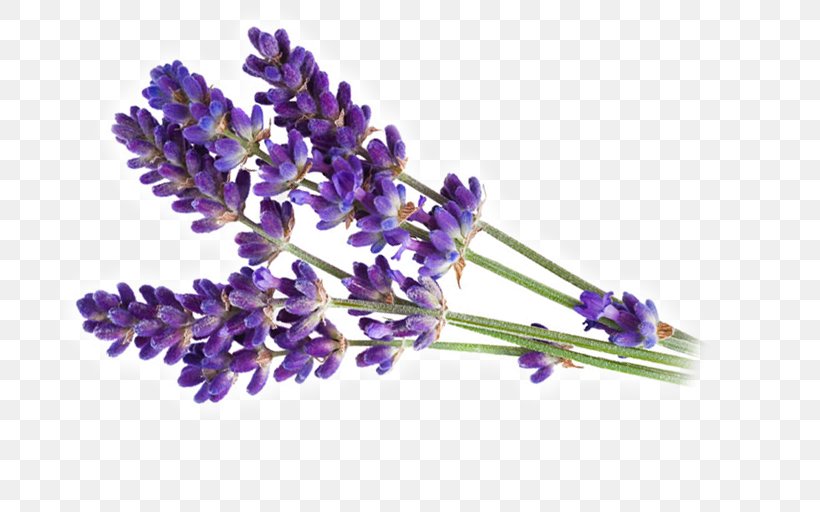 English Lavender Lavender Oil Parfumerie Clip Art, PNG, 750x512px, English Lavender, Cosmetics, Essential Oil, Face, Flower Download Free