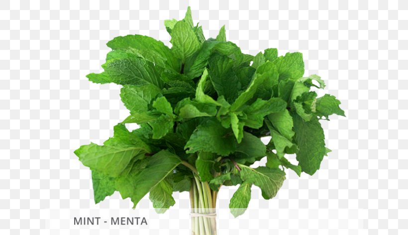 Herb Parsley Folate Spring Greens Plant, PNG, 640x472px, Herb, Folate, Landscape, Leaf Vegetable, Lovage Download Free