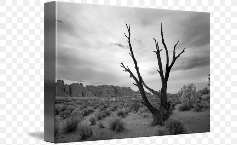 Landscape Photography Bryce Canyon National Park Landscape Photography, PNG, 650x503px, Landscape, Art, Black And White, Branch, Bryce Canyon National Park Download Free