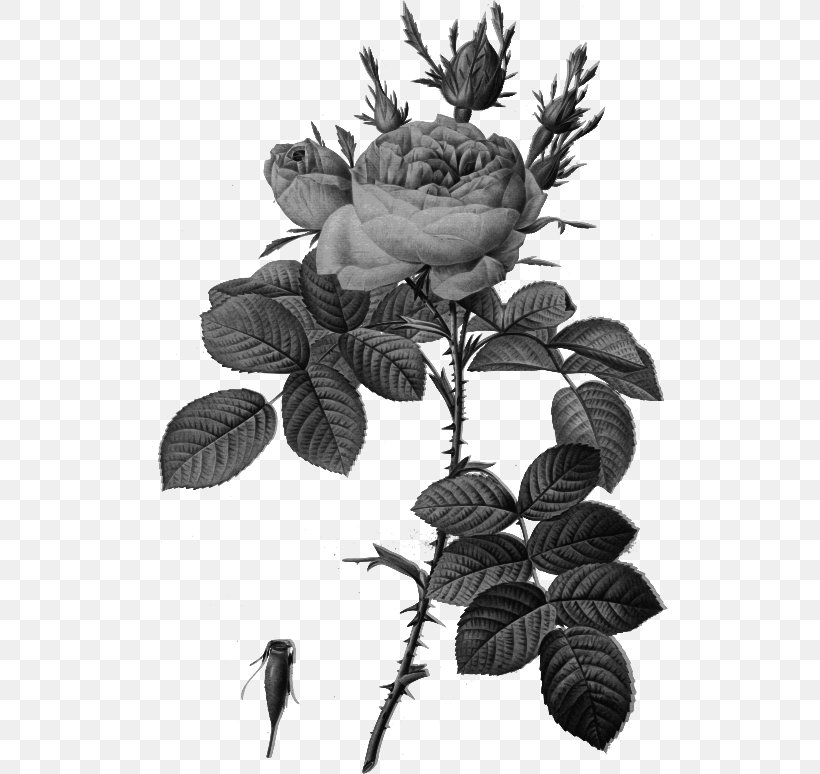Les Roses バラ図譜 Botanical Illustration Botany, PNG, 516x774px, Les Roses, Black And White, Botanical Illustration, Botany, Branch Download Free