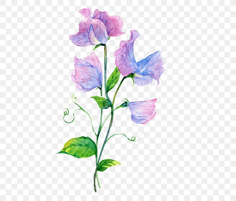 Watercolour Flowers Watercolor Painting Baidu Tieba, PNG, 464x700px, Watercolour Flowers, Baidu Tieba, Bellflower Family, Birth Flower, Cut Flowers Download Free