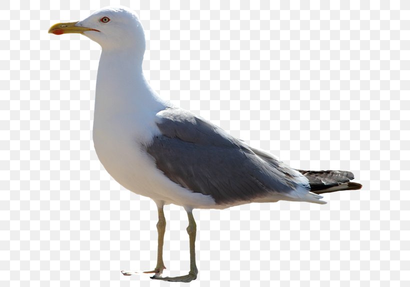 The Seagull Icon, PNG, 650x573px, European Herring Gull, Animal, Beak, Bird, Charadriiformes Download Free