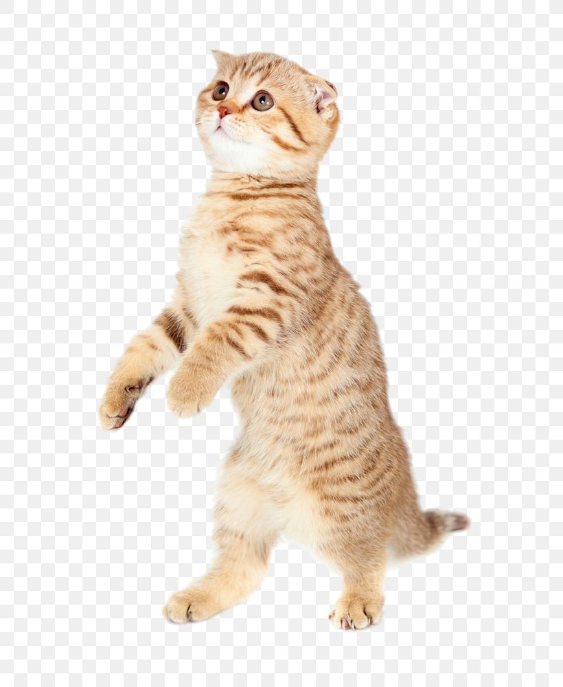 Cat Kitten Dog Puppy Mouse, PNG, 705x1000px, Cat, American Shorthair, American Wirehair, Asian, California Spangled Download Free