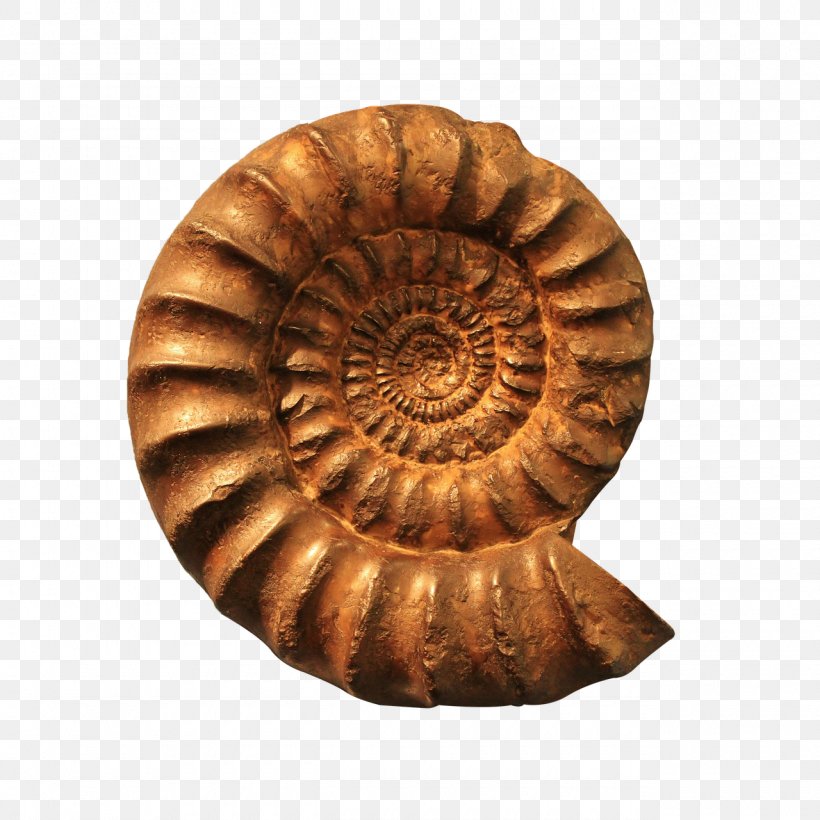 Dinosaur Fossils Seashell Petrifaction, PNG, 1280x1280px, Fossil, Ammonites, Artifact, Dinosaur, Dinosaur Fossils Download Free