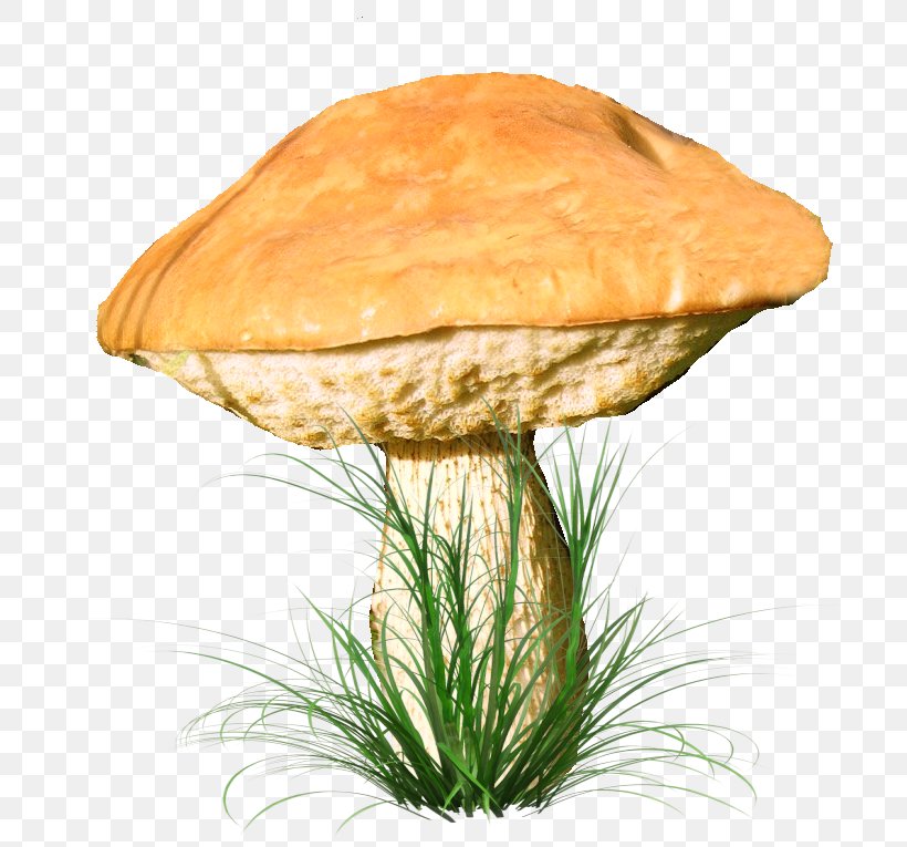 Fungus Clip Art Edible Mushroom, PNG, 711x765px, Fungus, Common Mushroom, Drawing, Edible Mushroom, Food Download Free