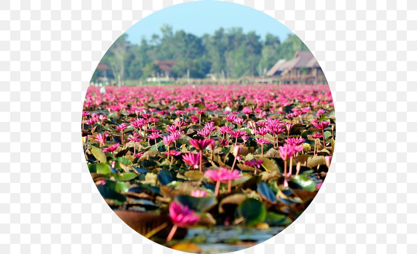 Krabi Province Phuket Province Thale Noi Waterfowl Reserve Ko Lipe, PNG, 500x500px, Krabi Province, Flora, Flower, Flowering Plant, Ko Lipe Download Free
