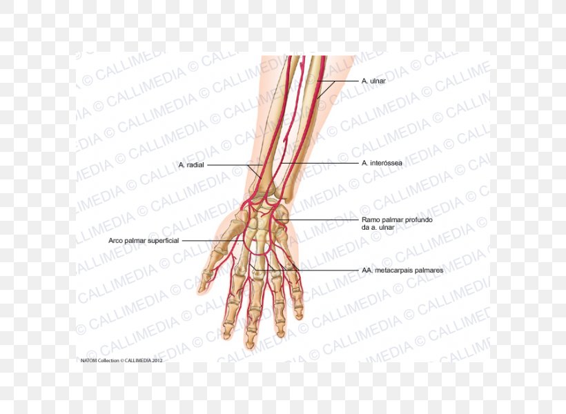Thumb Artery Forearm Hand Human Anatomy, PNG, 600x600px, Watercolor, Cartoon, Flower, Frame, Heart Download Free