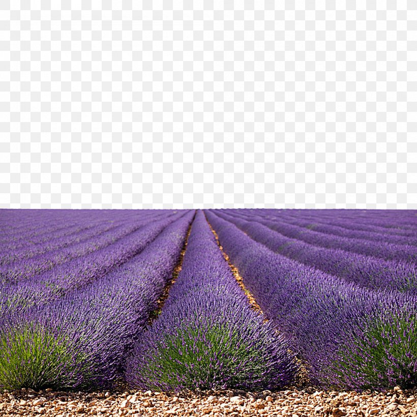 U85b0u8863u8349u56ed, PNG, 1000x1000px, Australia, Color, English Lavender, Field, Flower Download Free