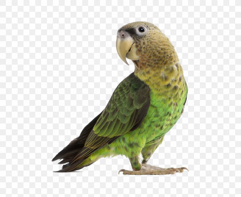 Parrot Budgerigar Cockatiel Lovebird, PNG, 1374x1123px, Parrot, Beak, Bird, Birdcage, Budgerigar Download Free