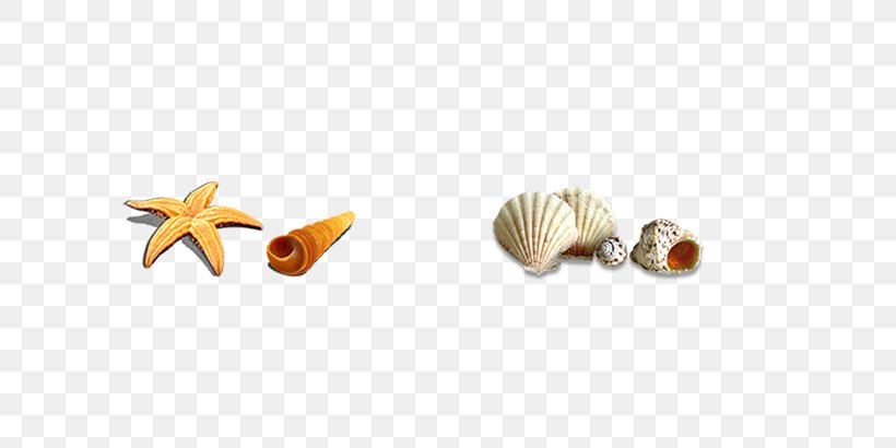 Seashell Download Icon, PNG, 640x410px, Seashell, Beach, Body Jewelry, Designer, Google Images Download Free