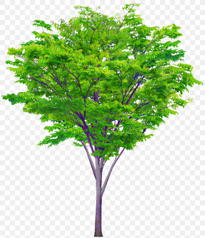 Tree Shrub Judas-tree Oak Branch, PNG, 1104x1280px, Tree, Branch, Broadleaved Tree, Bud, Cottonwood Download Free