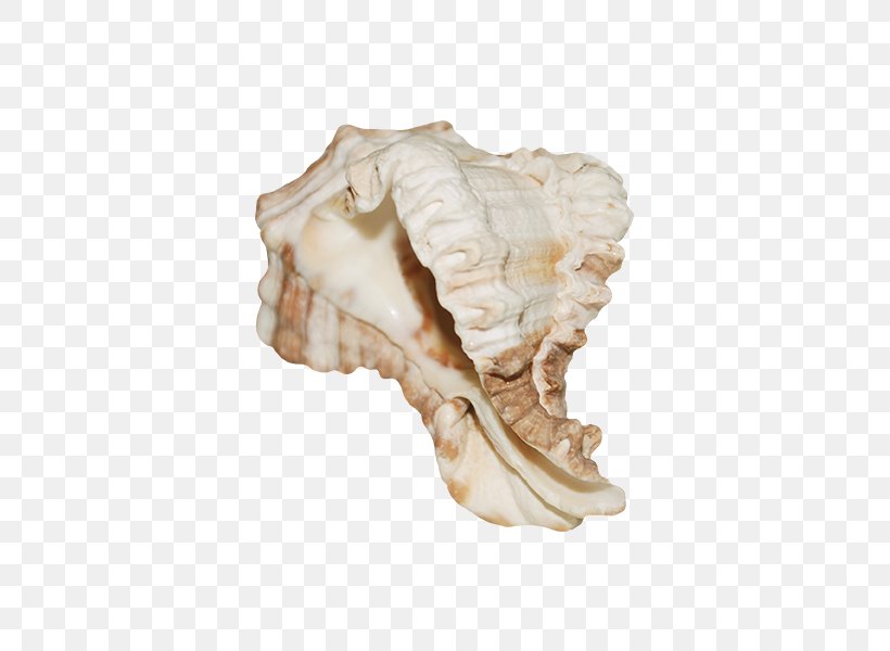 Conch Seashell, PNG, 600x600px, Conch, Bone, Jaw, Mime, Mollusc Shell Download Free