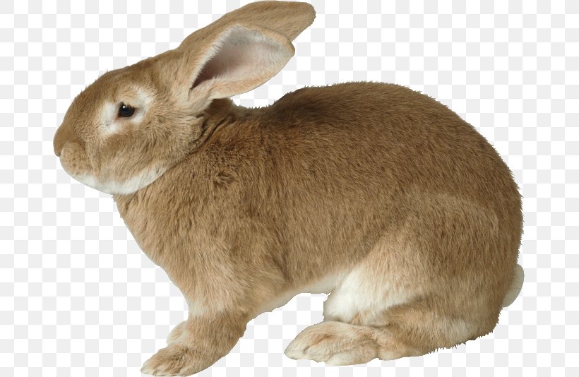 European Rabbit Clip Art, PNG, 670x534px, Rabbit, Animal, Display Resolution, Domestic Rabbit, European Rabbit Download Free